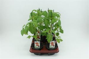 Bild von Tomaat. Ge?nte Mini pruimtomaat